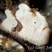 frogfish_painted_ta_hsb_r_h_0062_kom3107.jpg